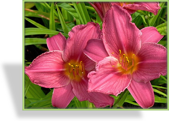 Hemerocallis x cultorum /'Night Ember/' Taglilie im 1 Liter Topf