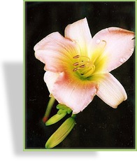 Taglilie, Hemerocallis hybride 'Catherine Woodberry'