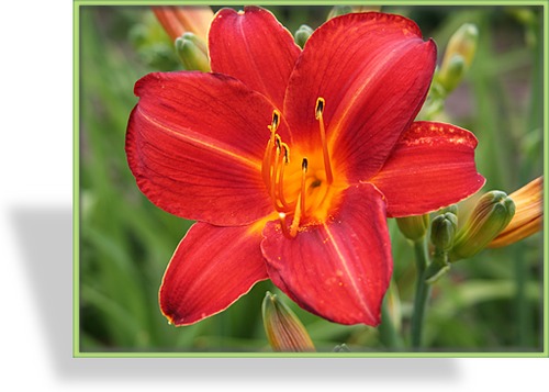 Taglilie, Hemerocallis hybride 'Chicago Apache'