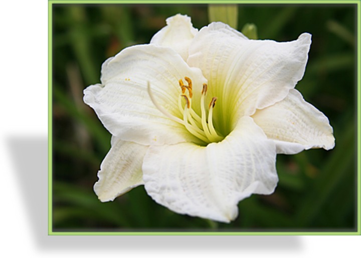 Taglilie, Hemerocallis hybride 'Gentle Shepherd'