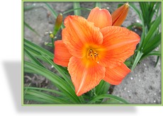 Taglilie, Hemerocallis hybride 'Mauna Loa'