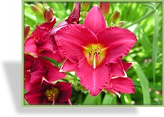 Taglilie, Hemerocallis hybride 'Pardon Me'