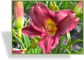 Taglilie, Hemerocallis hybride 'Strutters Ball'