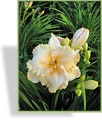 Taglilie, Hemerocallis x cult. 'Enchanted Forest'