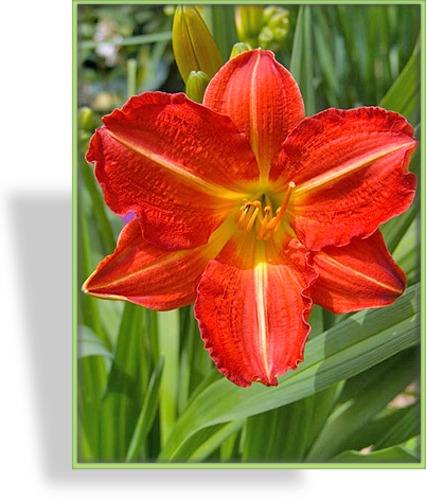 Taglilie, Hemerocallis x cult. 'Red Rum'