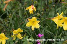 Taglilie, Hemerocallis x cult.'Corky'