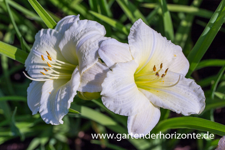 Taglilie, Hemerocallis x cult.'Joan Senior'