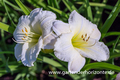 Taglilie, Hemerocallis x cult.'Joan Senior'