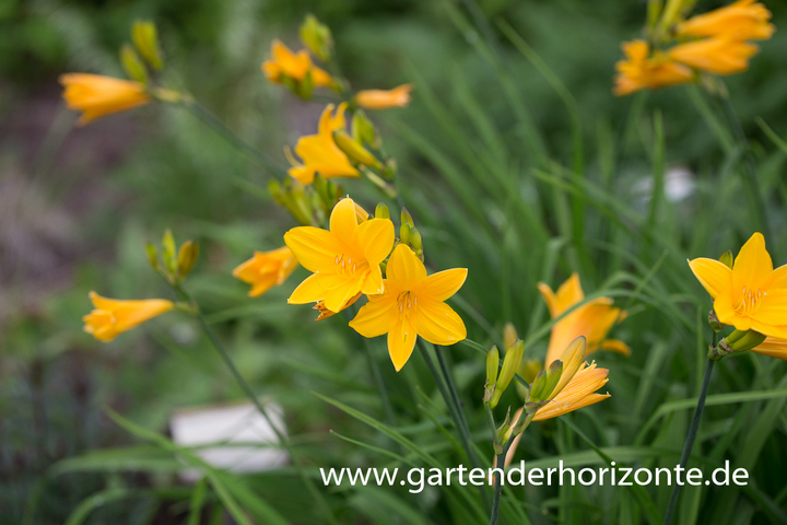 Taglilie, Hemerocallis x cult.'Maikönigin'