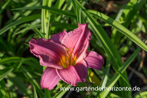 Taglilie, Hemerocallis x cult.'Summer Wine'