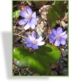 Leberblümchen, Hepatica nobilis