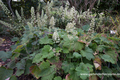 Purpurglöckchen, Heuchera villosa var. Macrorrhiza