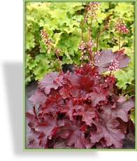 Purpurglöckchen, Heuchera micrantha 'Fire Chief'