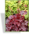 Purpurglöckchen, Heuchera micrantha 'Fire Chief'