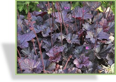 Purpurglöckchen, Heuchera hybride 'Obsidian'