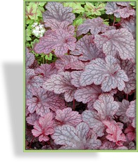 Purpurglöckchen, Heuchera hybride 'Plum Pudding'