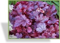 Purpurglöckchen, Heuchera hybride 'Shanghai'