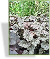 Purpurglöckchen, Heuchera hybride 'Silver Scrolls'