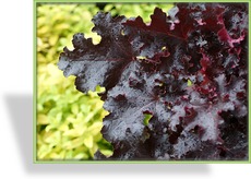 Purpurglöckchen, Heuchera hybride 'Black Beauty'