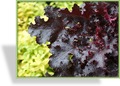 Purpurglöckchen, Heuchera hybride 'Black Beauty'