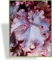 Purpurglöckchen, Heuchera hybride 'Melting Fire'