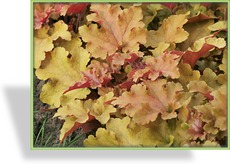 Purpurglöckchen, Heuchera hybride 'Marmalade'