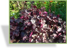 Purpurglöckchen, Heuchera micrantha 'Palace Purple'