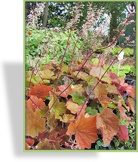 Purpurglöckchen, Heuchera villosa 'Brownie'