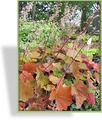 Purpurglöckchen, Heuchera villosa 'Brownie'