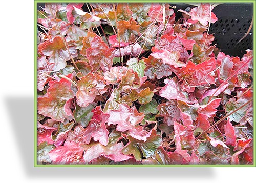 Purpurglöckchen, Heuchera micrantha 'Rachel'
