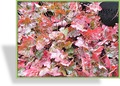 Purpurglöckchen, Heuchera micrantha 'Rachel'
