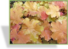 Purpurglöckchen, Heuchera villosa 'Kassandra'