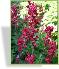 Purpurglöckchen, Heuchera brizoides 'Pruhoniciana'