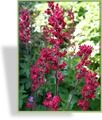 Purpurglöckchen, Heuchera brizoides 'Pruhoniciana'