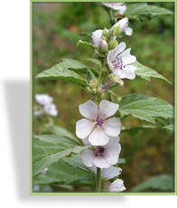 Sumpfeibisch, Eibisch, Althaea officinalis