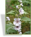 Sumpfeibisch, Eibisch, Althaea officinalis