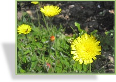 Habichtskraut, Hieracium pilosella