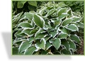 Funkie, Weißrandfunkie, Schneefederfunkie, Hosta fortunei 'Francee'