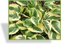 Funkie, Weißrandfunkie, Hosta sieboldiana 'Wide Brim'