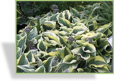 Funkie, Weißrandfunkie, Hosta tokudama 'Brim Cup'