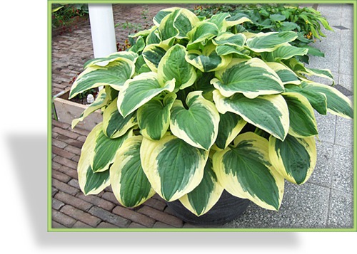 Funkie, Weißrandfunkie, Hosta hybride 'Diana Remembered'