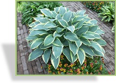 Funkie, Weißrandfunkie, Hosta hybride 'Dress Blues'