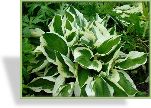 Funkie, Weißrandfunkie, Hosta hybride 'Patriot'