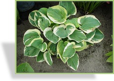 Funkie, Weißrandfunkie, Hosta hybride 'Snow Cap'