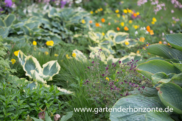 Funkie, Hosta x cult.'Orions Belt'
