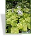 Funkie, Goldfunkie, Hosta hybride 'August Moon'