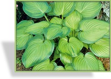 Funkie, Duftfunkie, Hosta plantaginea 'Guacamole'