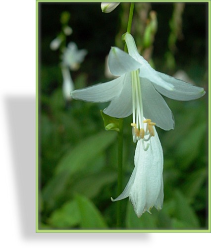 Funkie, Duftfunkie, Hosta plantaginea 'Royal Standard'