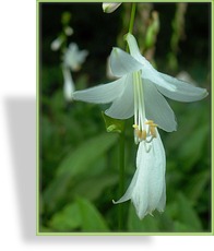 Funkie, Duftfunkie, Hosta plantaginea 'Royal Standard'