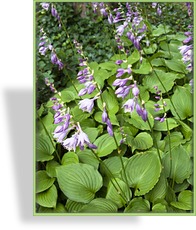 Funkie, Duftfunkie, Hosta hybride 'Honey Bells'